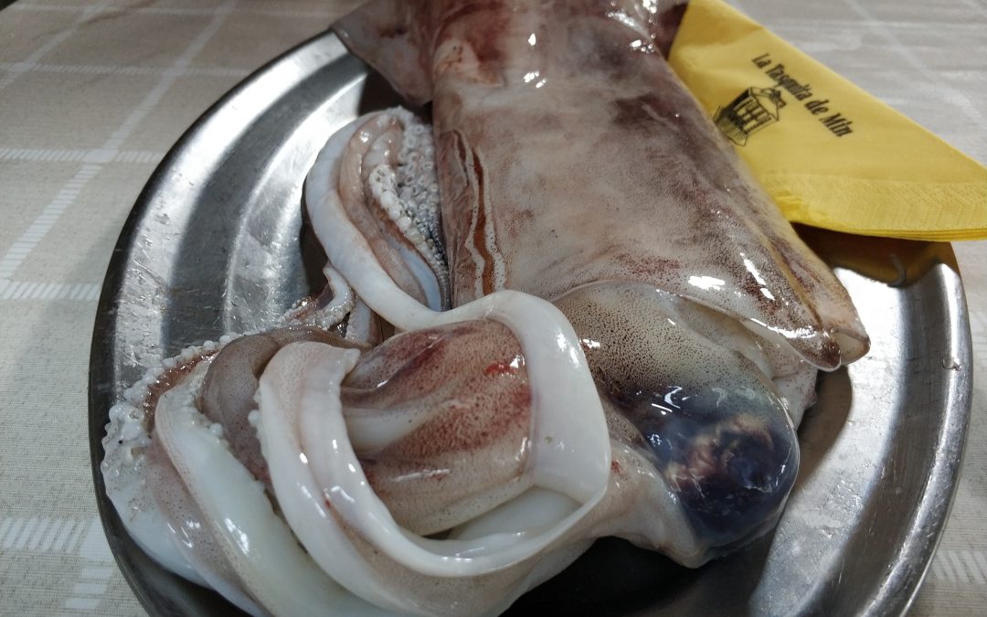 ¿Sabes exactamente qué es el calamar sahariano?
