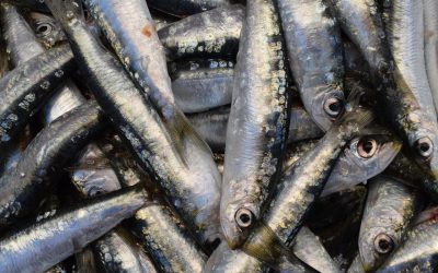Sardinas, un pescado azul con demasiada versatilidad